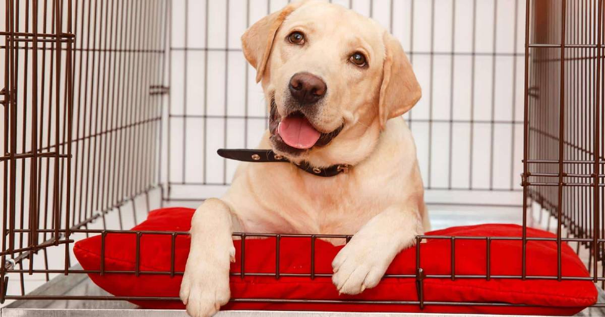 crate-training-for-the-puppy