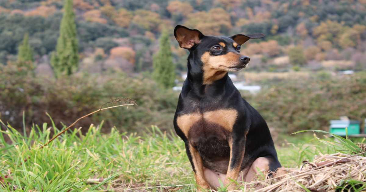 doberman-pincher-dog