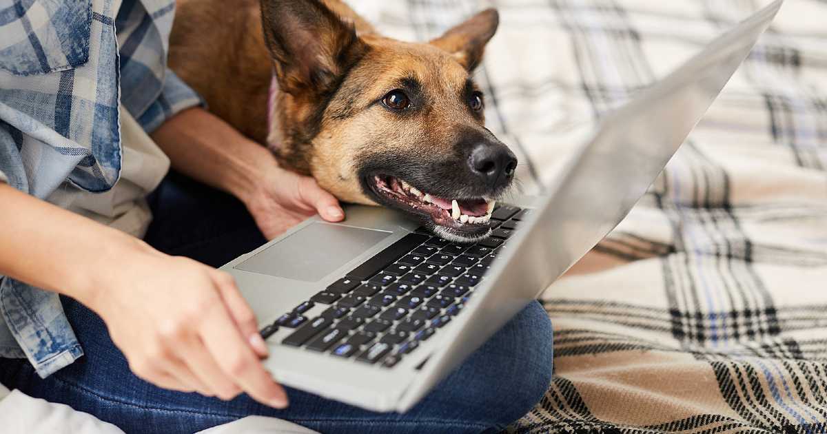 dog-angry-online