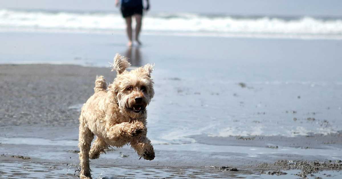 dog-at-beach