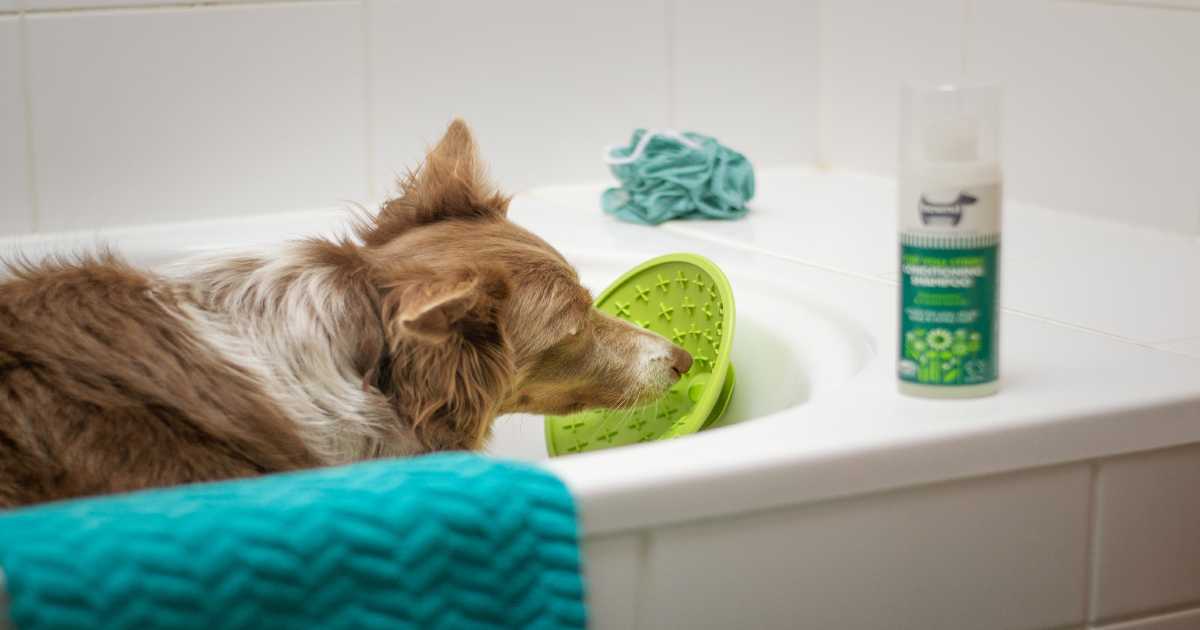 dog-bathing-shampoo