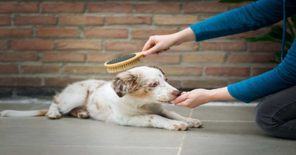 dog-brush