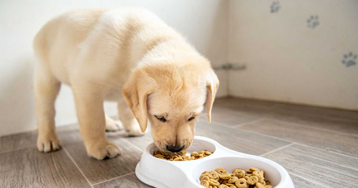 狗狗飲食