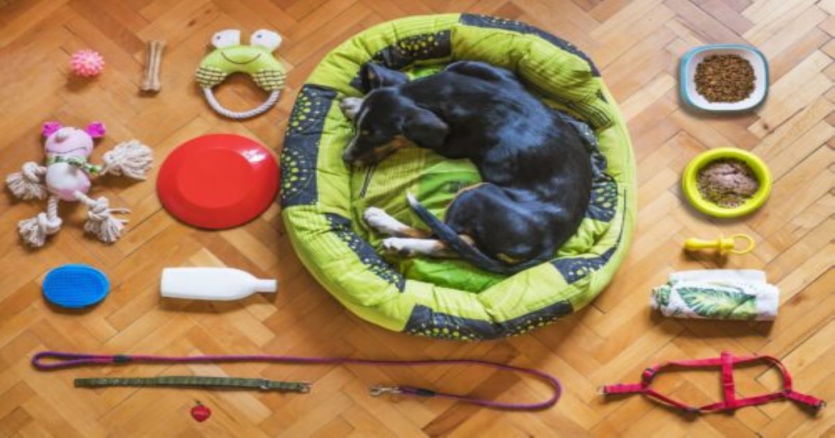 dog-essentials-that-you-need