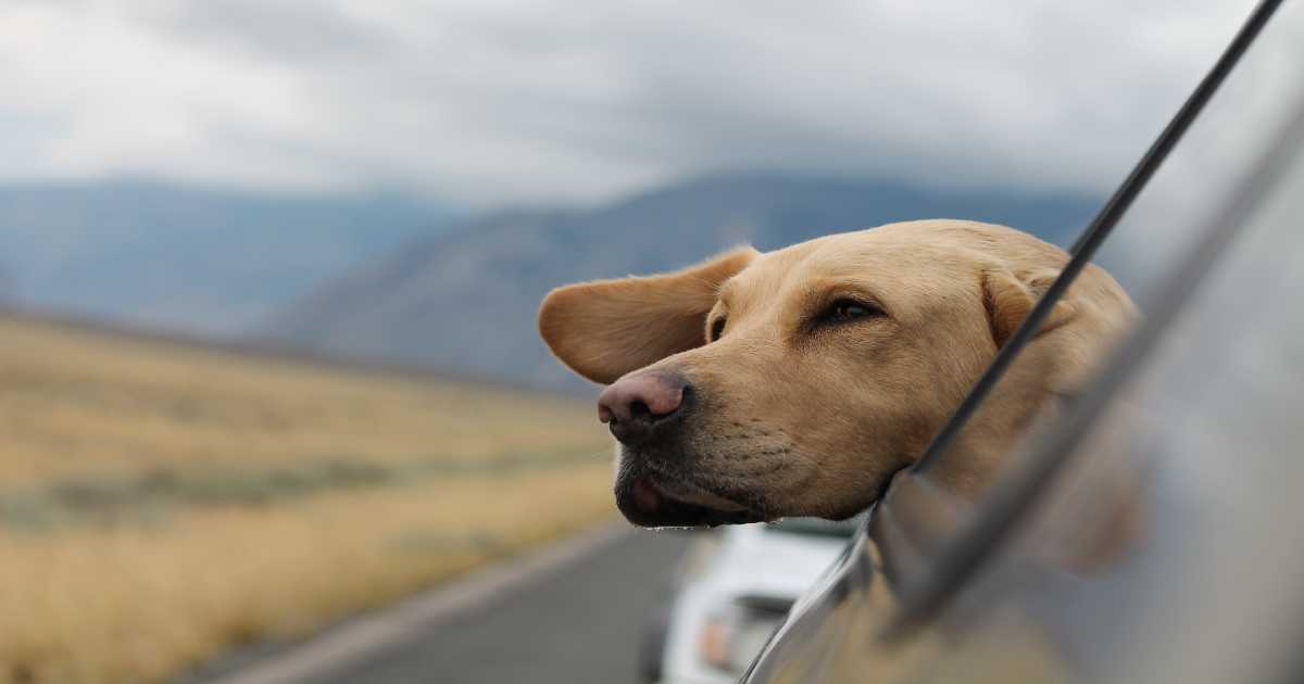 dog-head-peeking-out-car-window