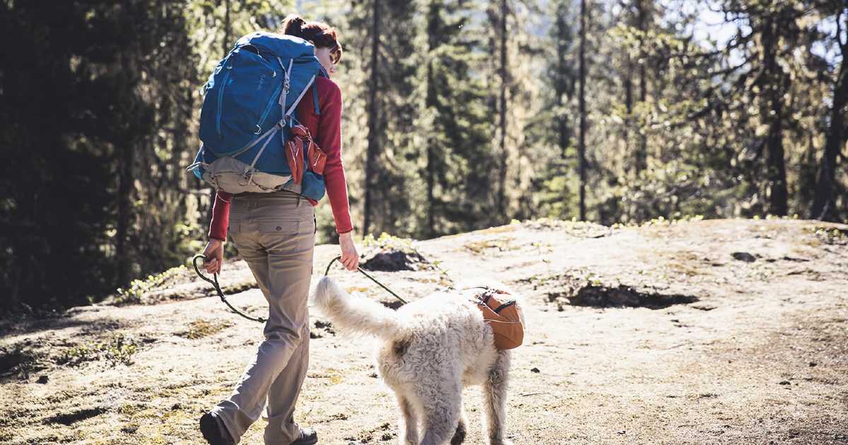 dog-hiking