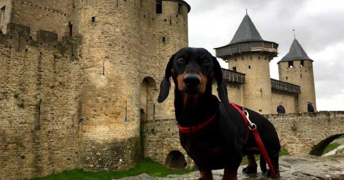 dog-in-carcassonne