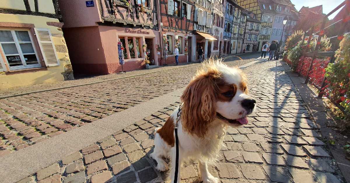 dog-in-colmar