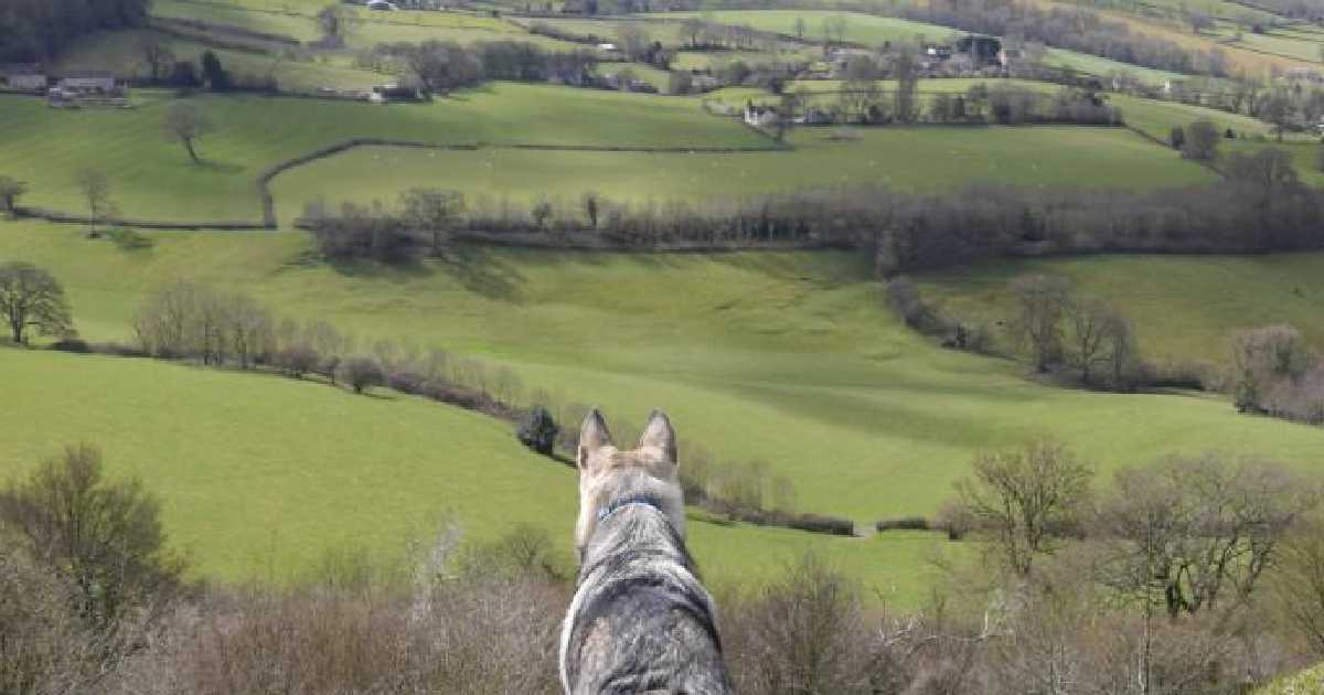 dog-in-cotswolds