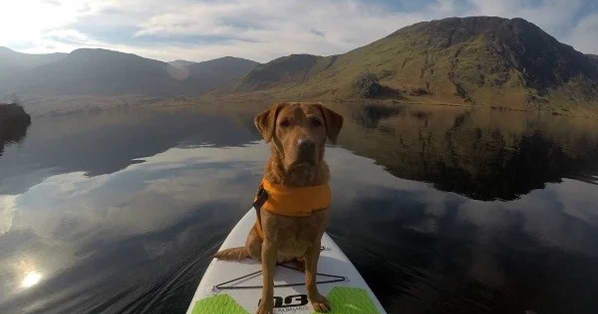 dog-in-cumbria