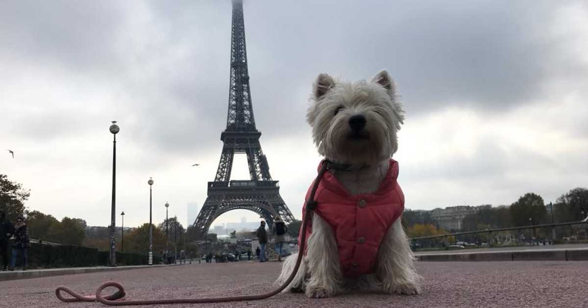 dog-in-france