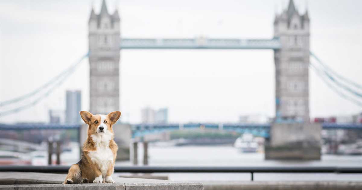 dog-in-london