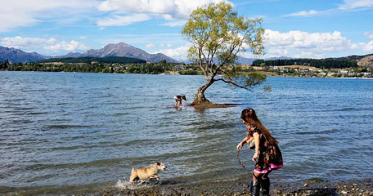 dog-in-new-zealand