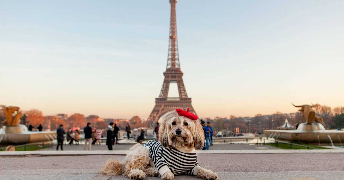 dog-in-paris