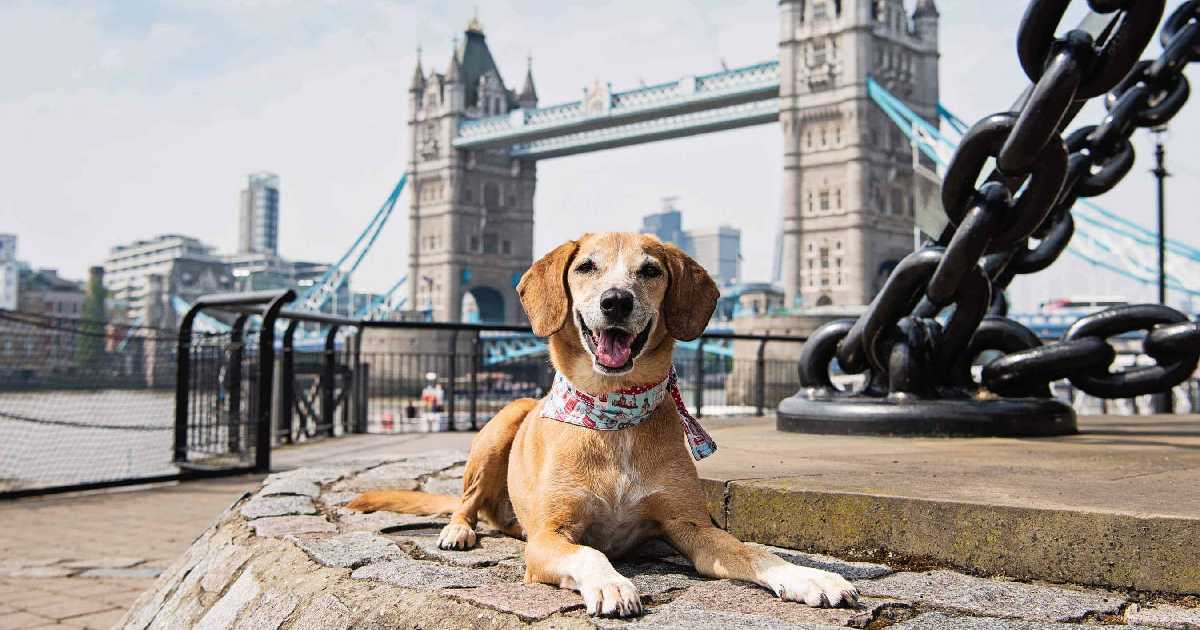 dog-in-uk