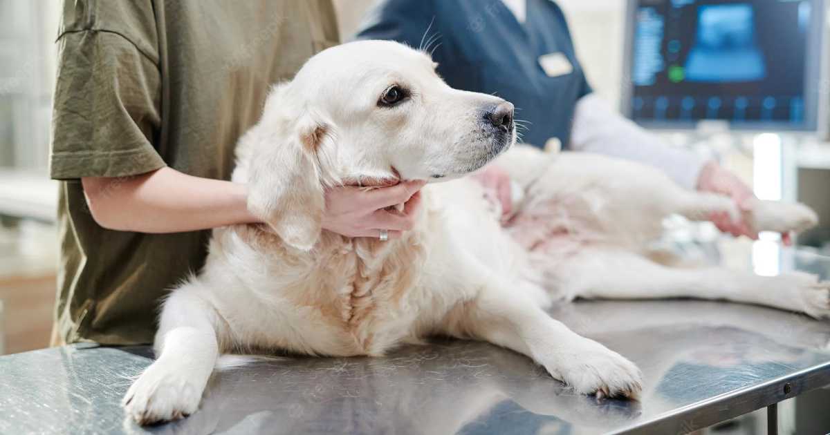 dog-in-vet