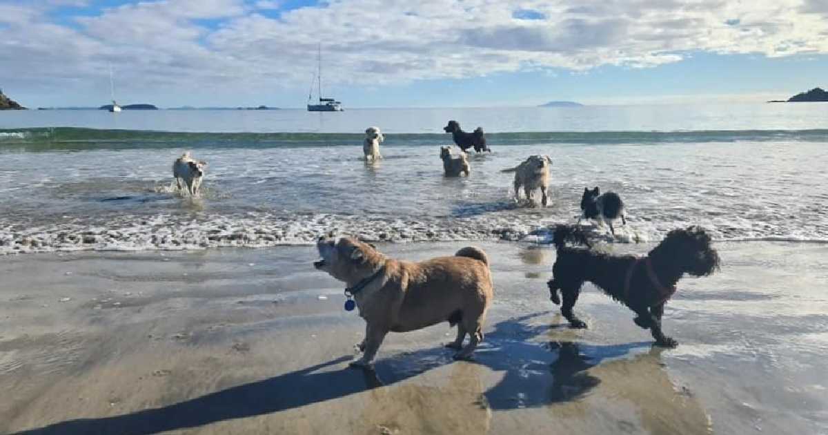 dog-in-waiheke-island