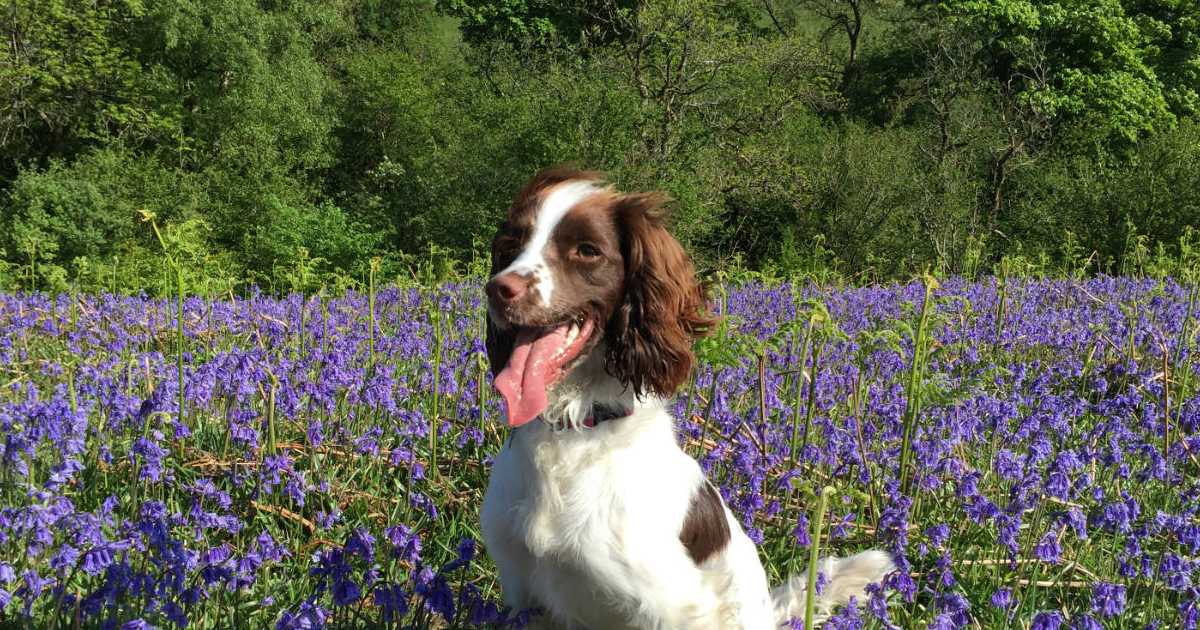 dog-in-yorkshire-dales