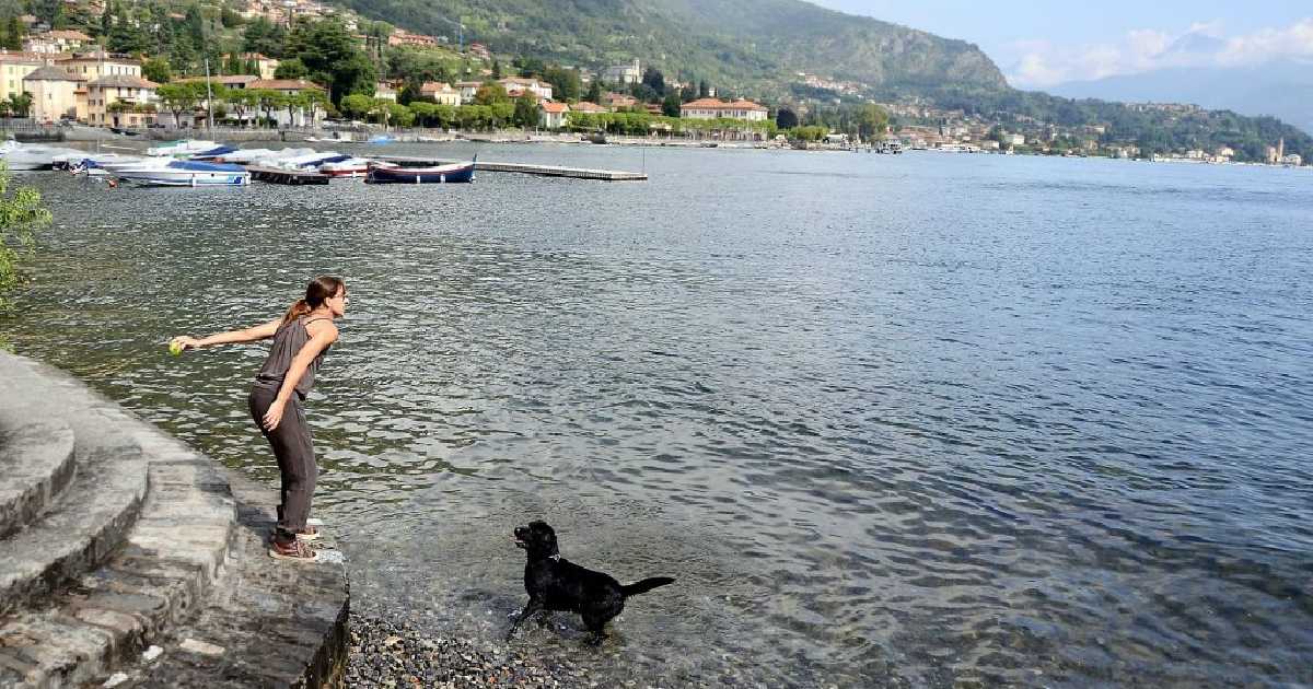 dog-lake-como