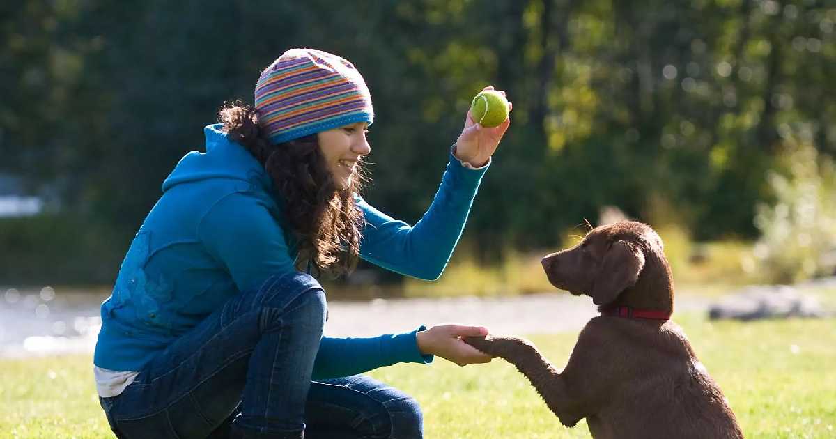 dog-social-training