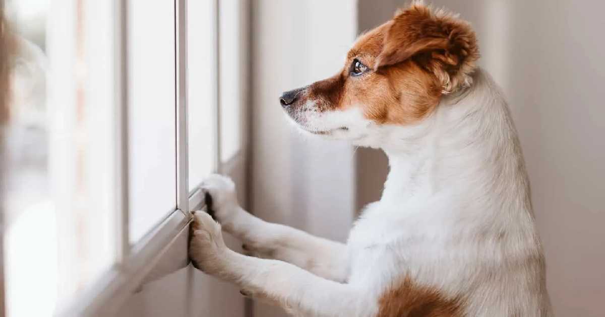 dog-standing-anxiously-looking-through-window