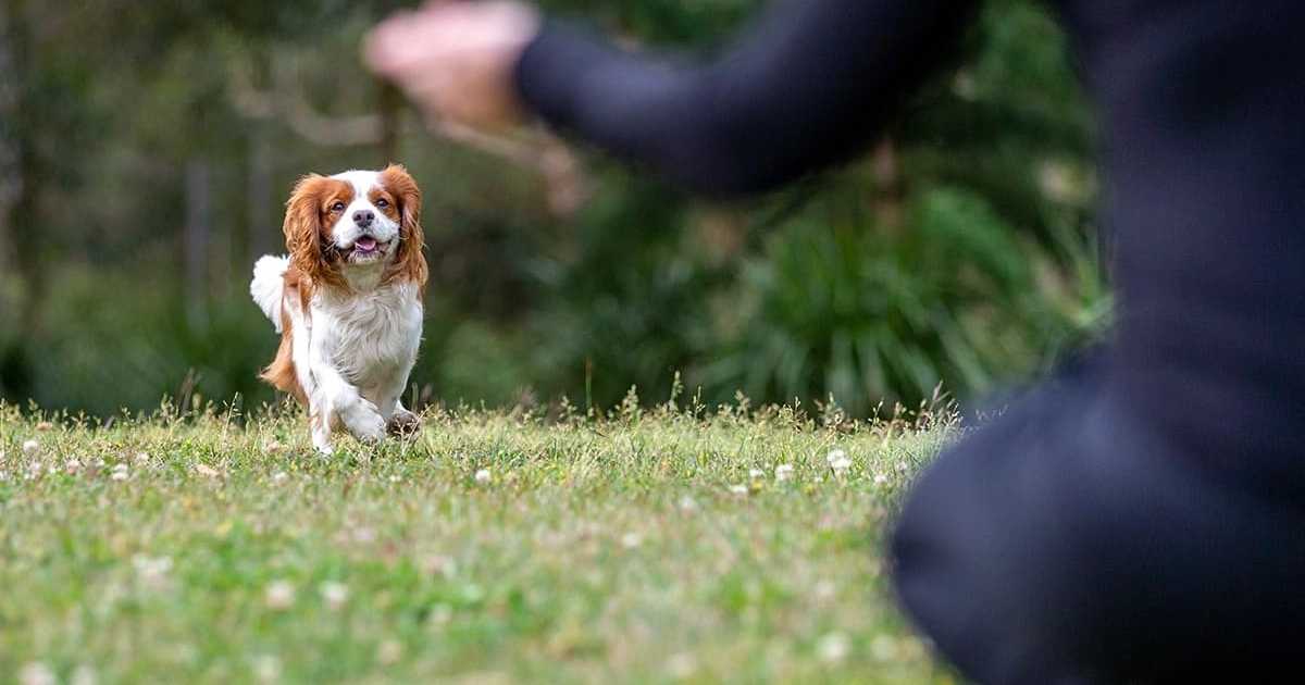 狗狗學習過來指令