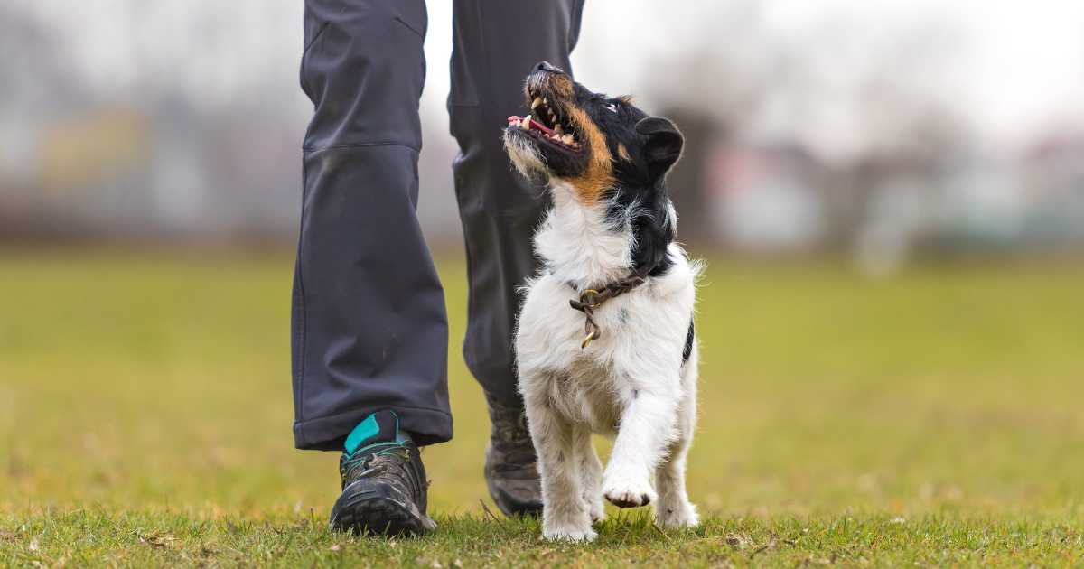 dog-train-heel