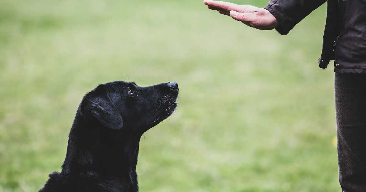 dog-trainer