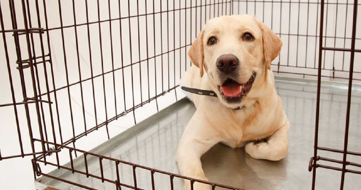 dog-training-in-crate