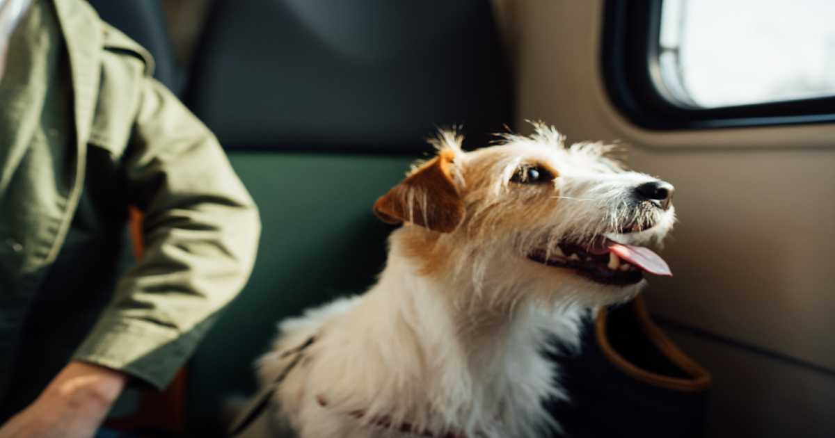 dog-travelling-looking-out-window