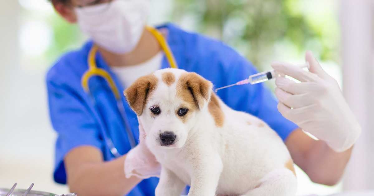 dog-vaccine