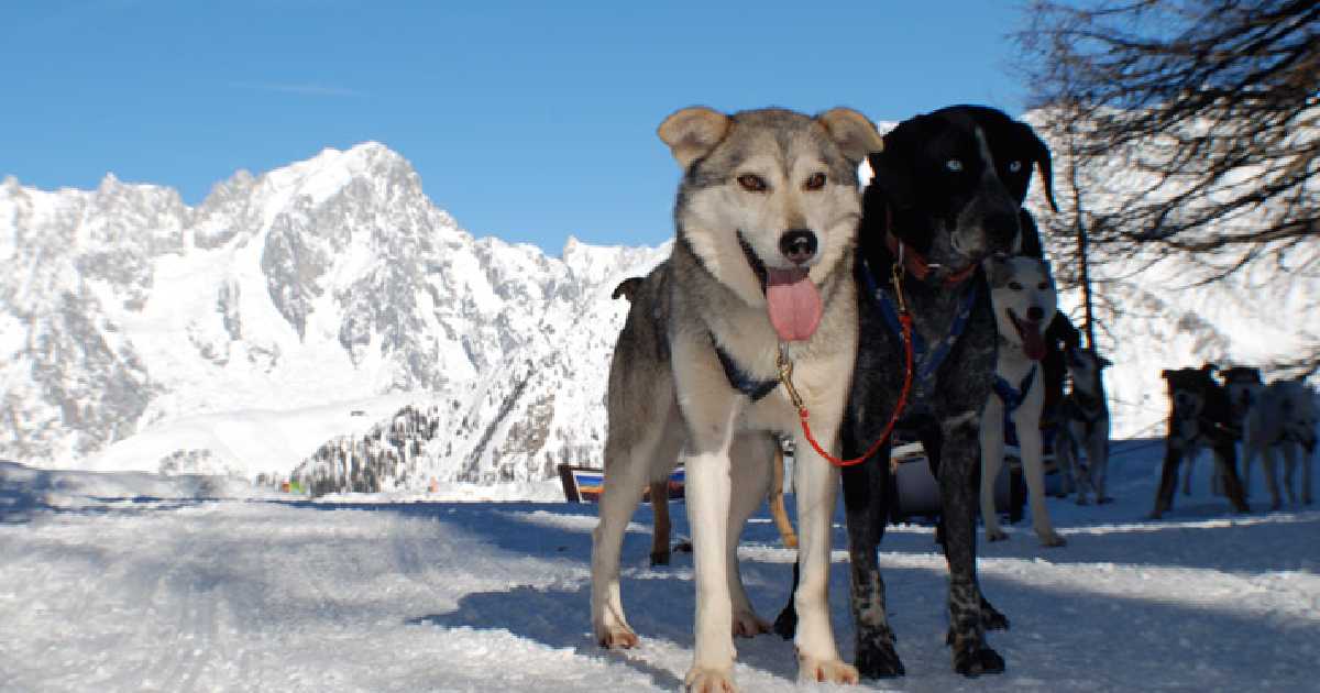 dogs-courmayeur