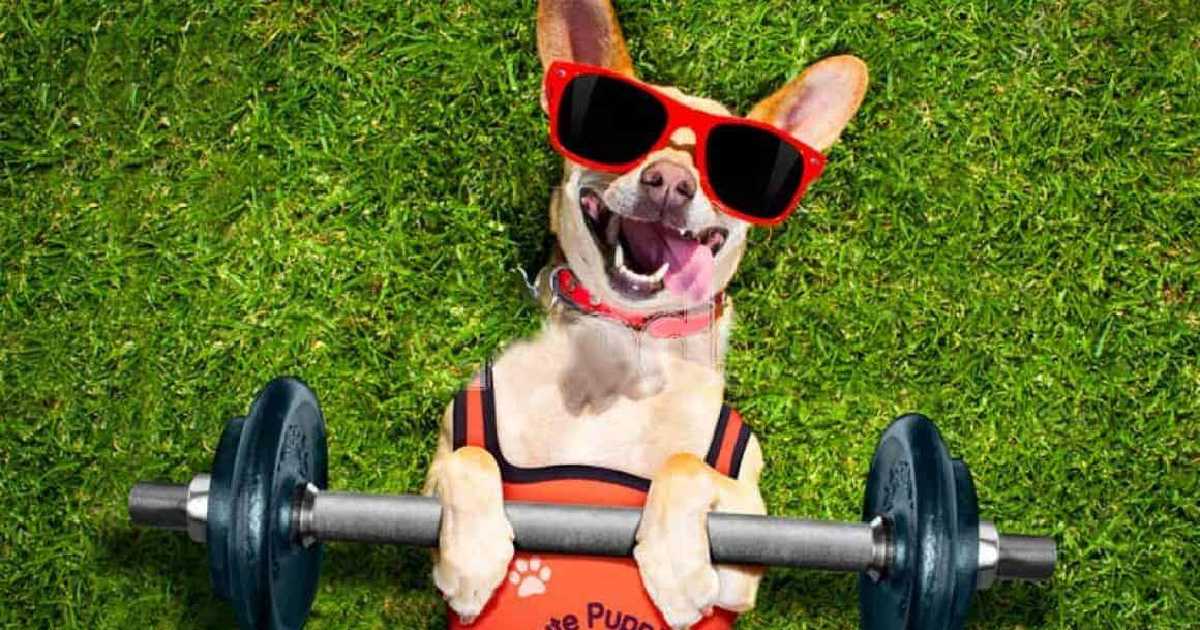 Top 7 Exercises You Can Do With Your Dog Today!