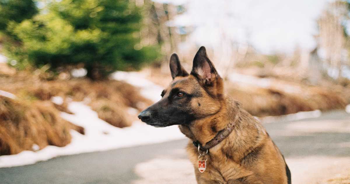 德國牧羊犬