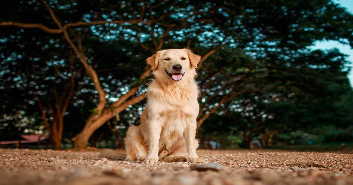 黄金猎犬