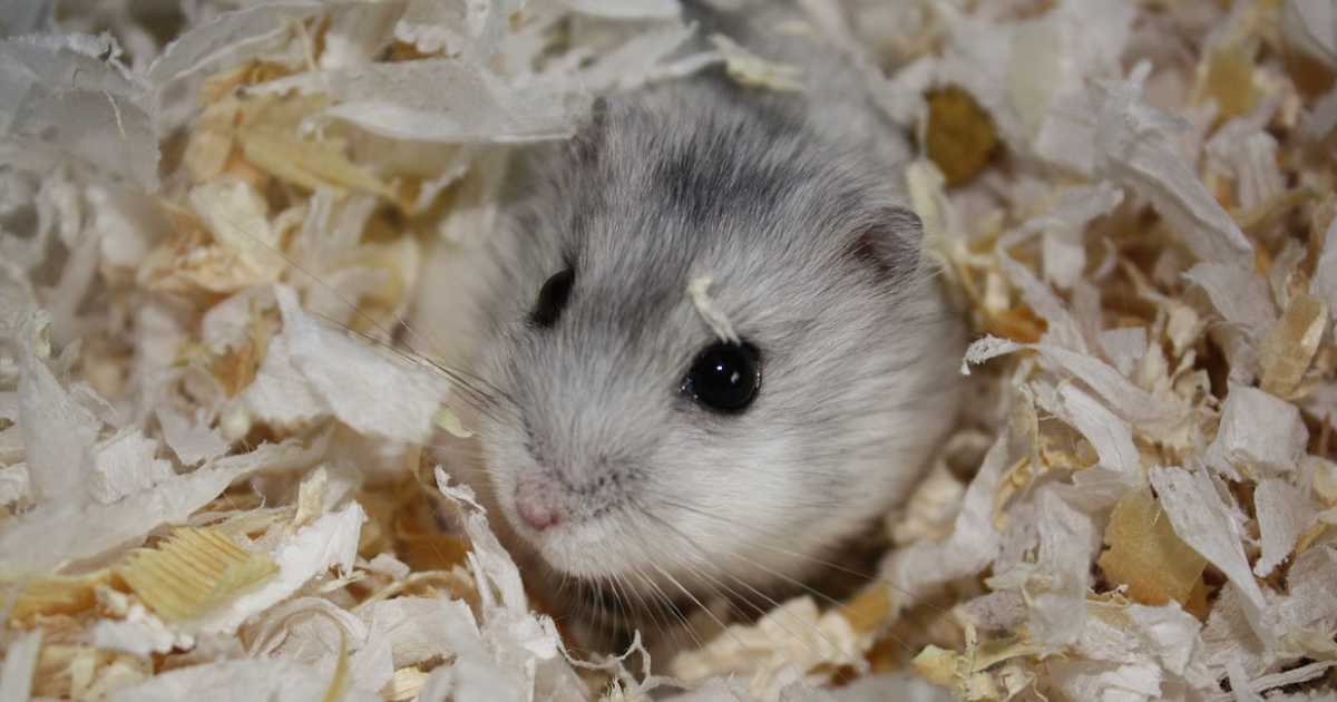 hamster-bedding-and-nesting