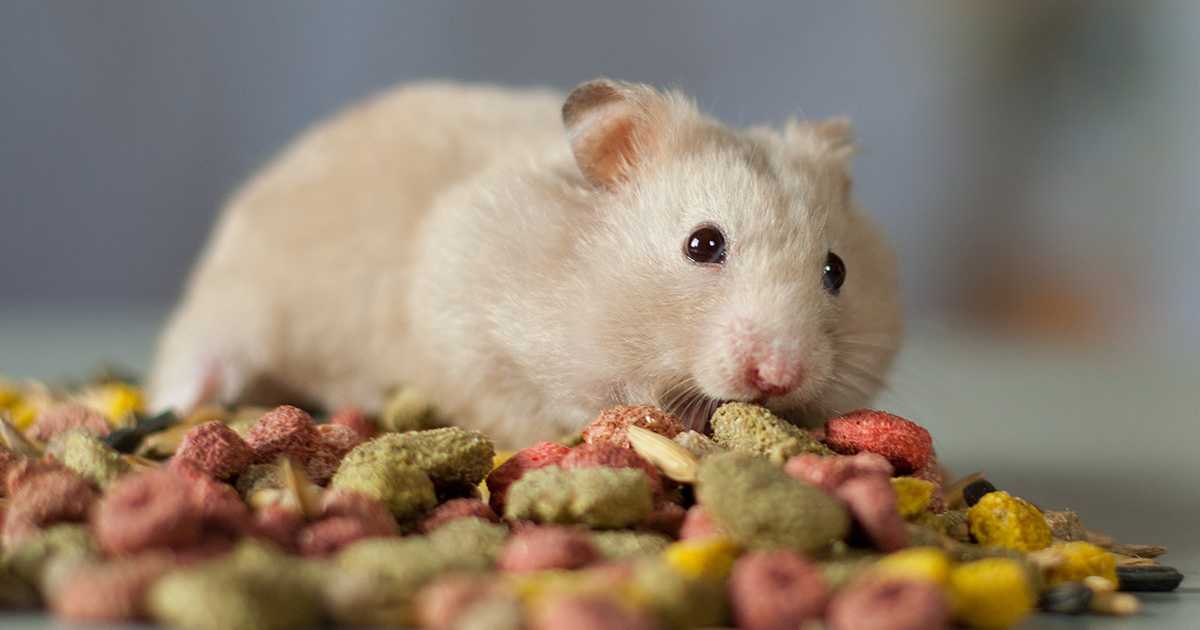 hamster-food