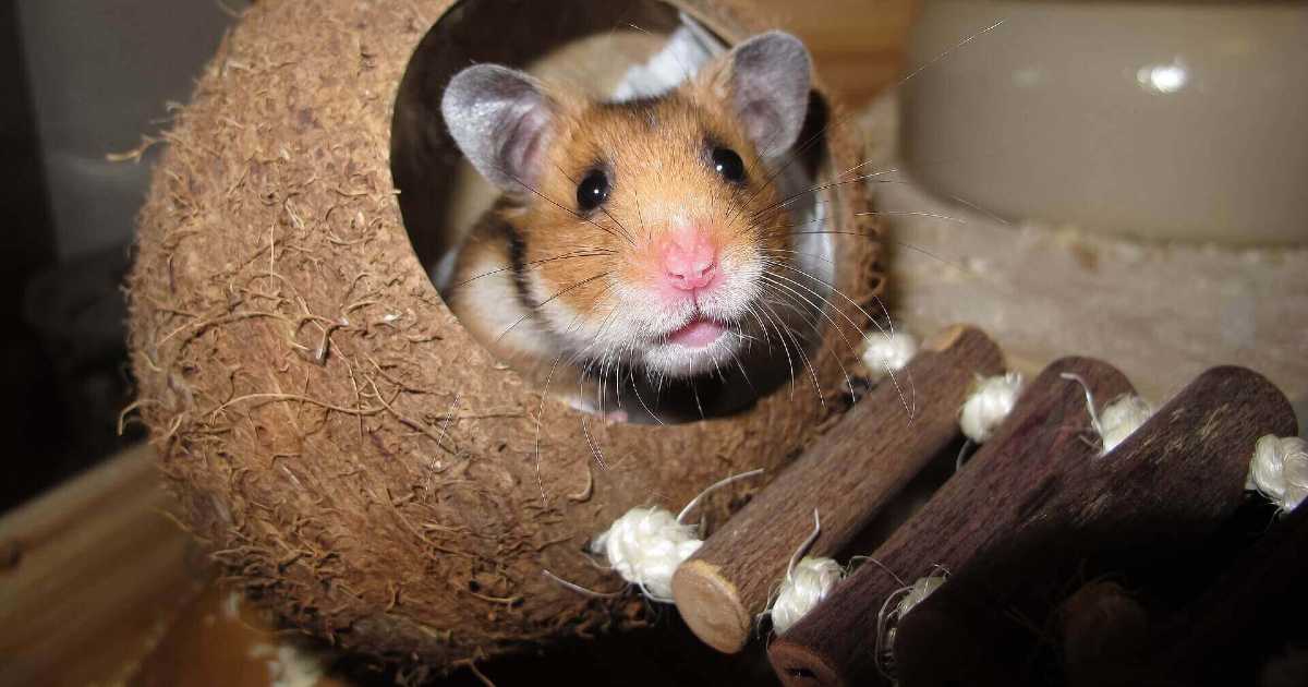 hamster-hiding