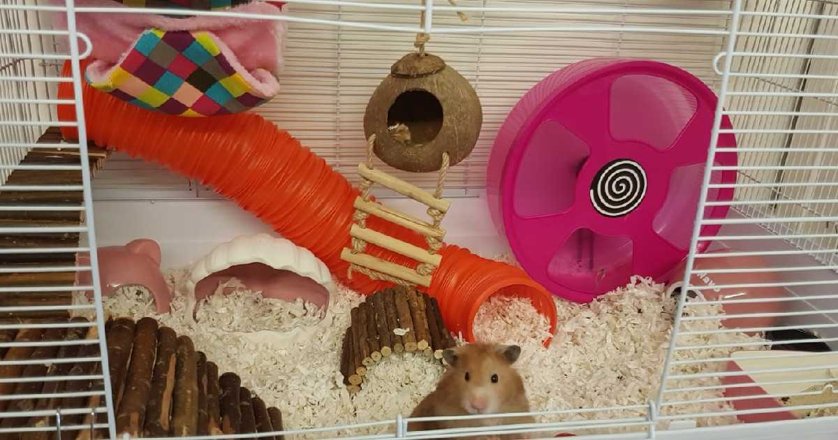 hamster-in-cage