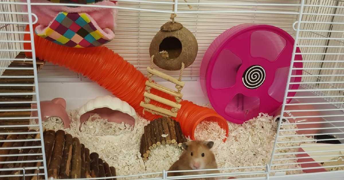 Keeping Hamsters As Pets