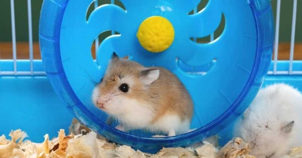 hamster-wheel