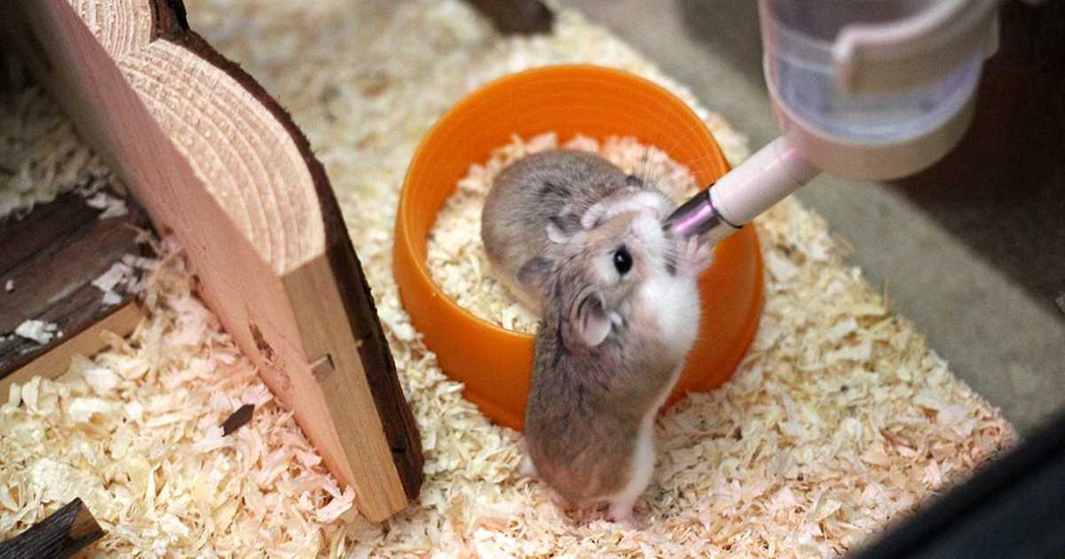 hamster_water_bottle