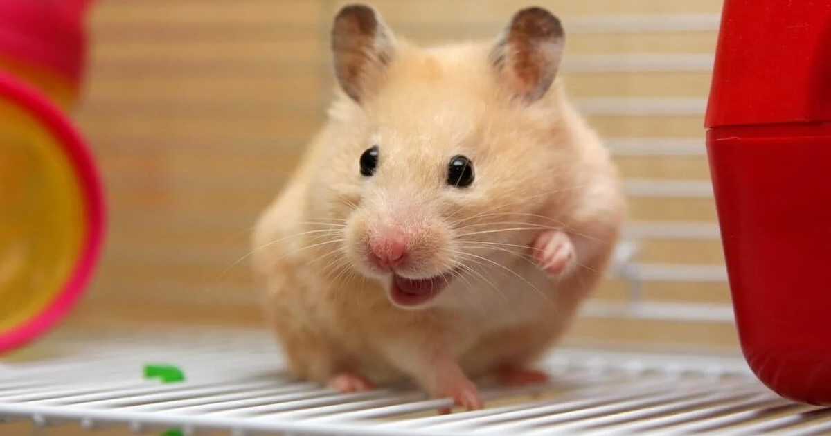 hamsters-as-pets