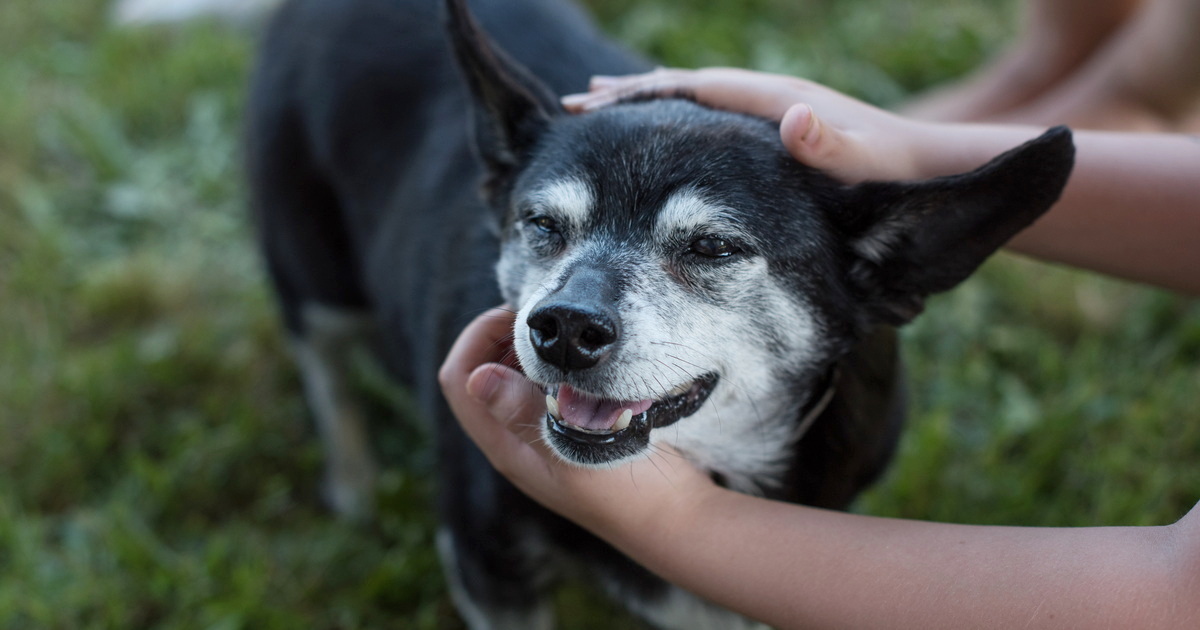 how-to-calm-a-dog-during-fireworks