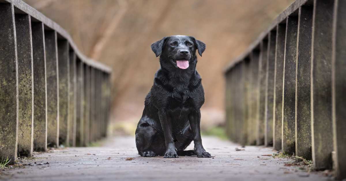 拉布拉多猎犬