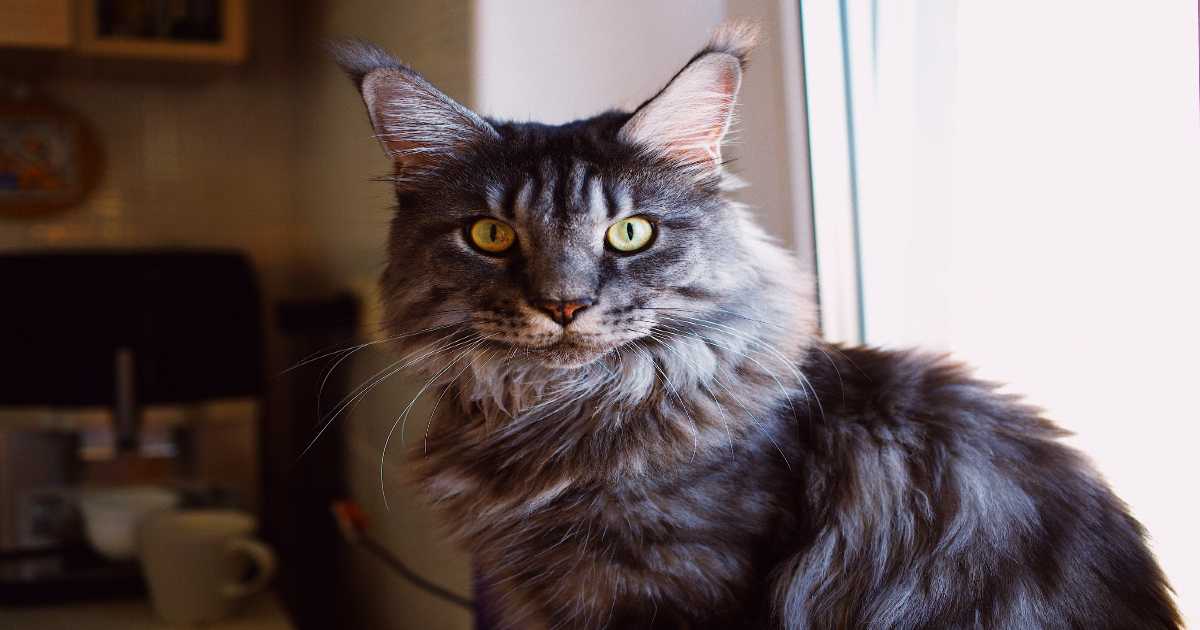 maine-coon-cat