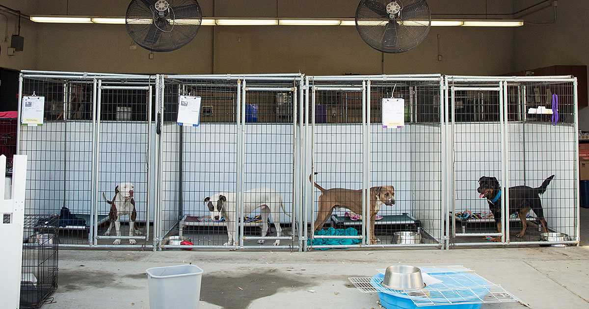 pet-dogs-in-cages