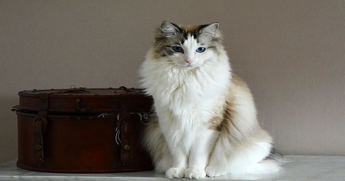 ragdoll-cat