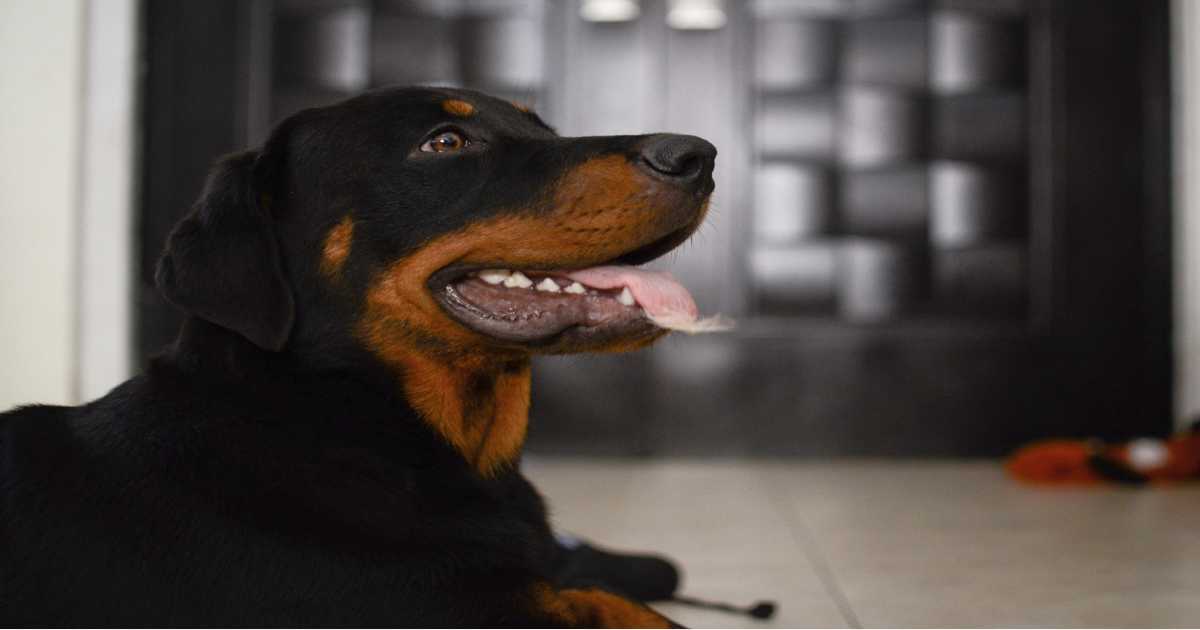 rottweiler-dog