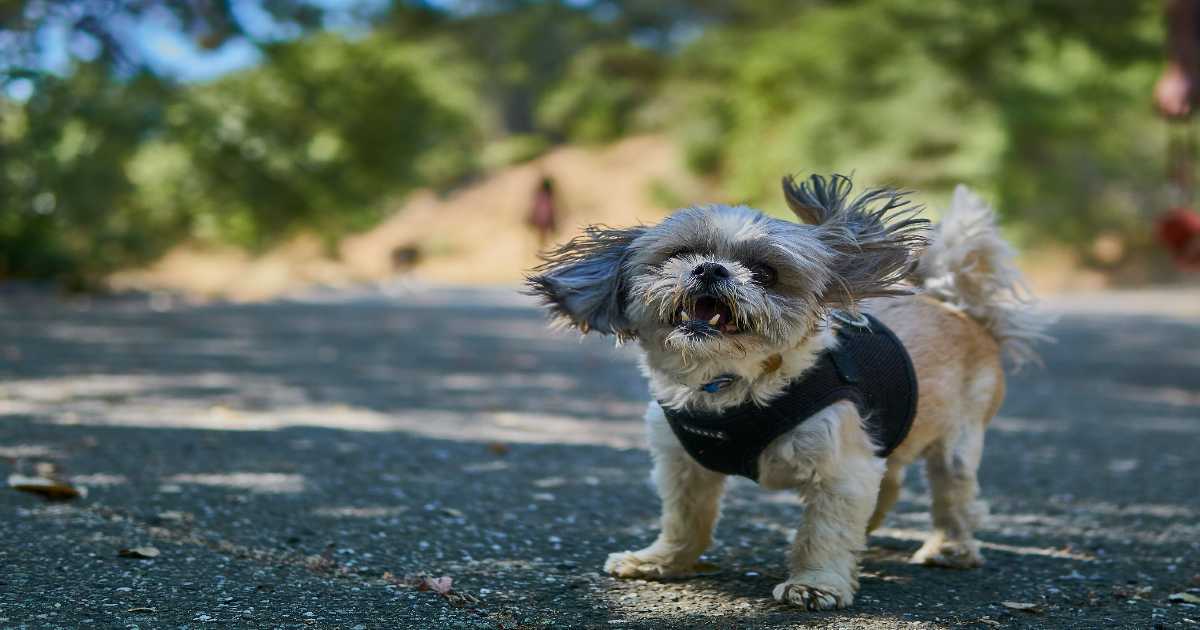 西施犬